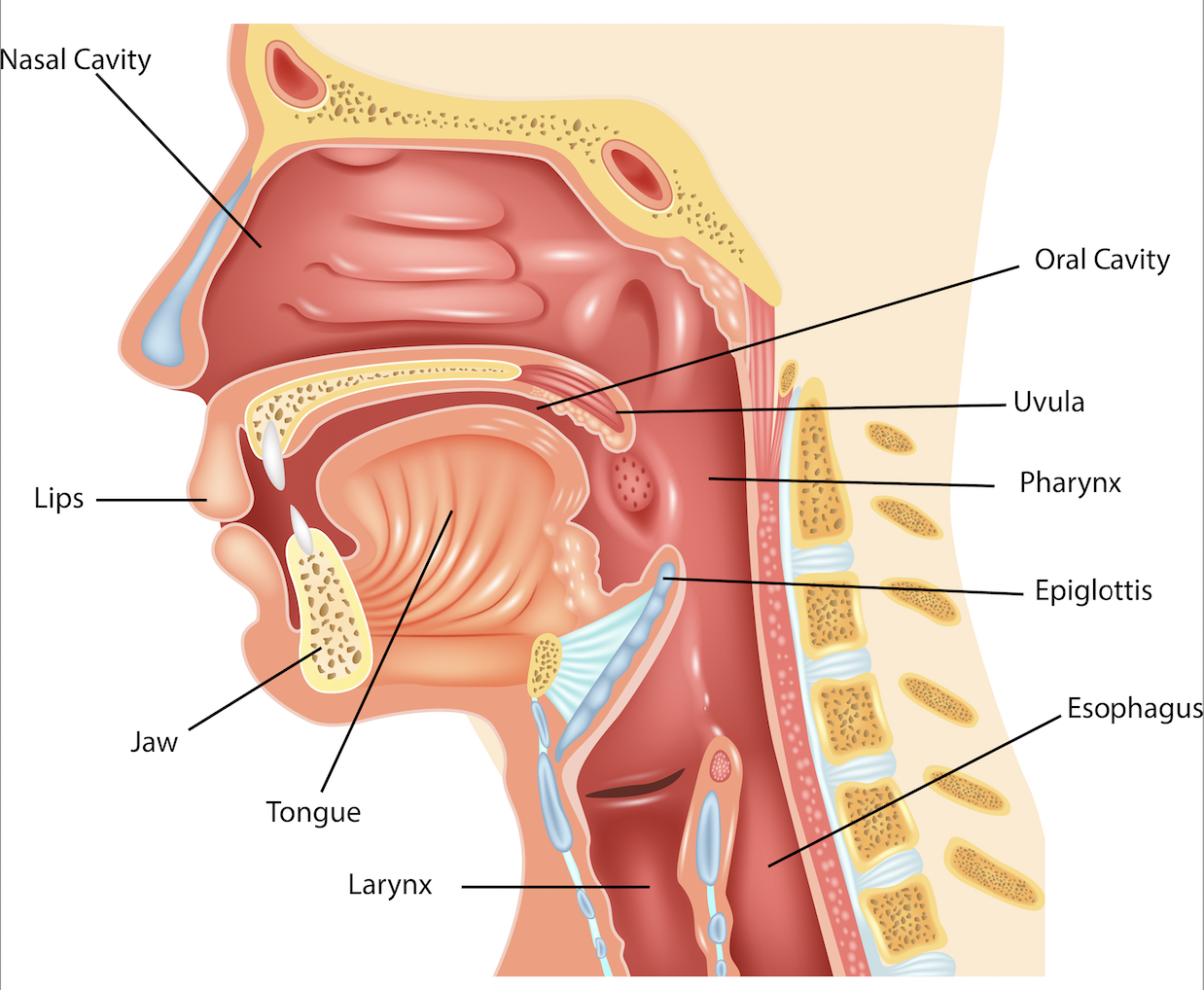 Causes Of A Frequent Hoarse Voice